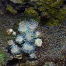Coral Colors